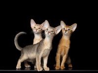 We have sweet abyssinian kitten avalible. Ruddy and Blue girls. DOB 09.19.2025. We sell kittens with 2 respiratory vaccines, 2 deworming, and microchipped. Kittens have pet passport with vaccination records and we sign kitten agreement. If you interesting about this kitten please feel out our inquiry form https://www.abycuties.com/inquiry-form/ or contact ganet9@gmail.com