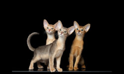 We have sweet abyssinian kitten avalible. Ruddy and Blue girls. DOB 09.19.2025. We sell kittens with 2 respiratory vaccines, 2 deworming, and microchipped. Kittens have pet passport with vaccination records and we sign kitten agreement. If you interesting about this kitten please feel out our inquiry form https://www.abycuties.com/inquiry-form/ or contact ganet9@gmail.com