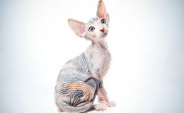 Funny sphinx cat