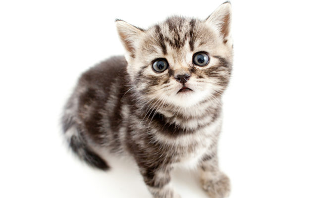 top view of baby cat isolated on white background