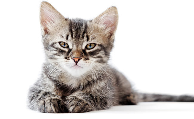 little kitten on white background