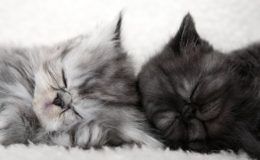 Two sleeping kittens