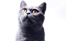 Beautifu funnyl home gray British cat with yellow eyes