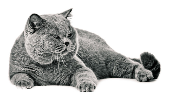 British shorthair cat on a white background.  british cat isolated