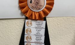 Mulan on Palm Spring CFA cats show