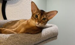 AbyCuties Maui and AbyCuties Moana’s first CFA cats show