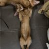 Two adult Abyssinian females are looking for loving families.