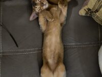 Two adult Abyssinian females are looking for loving families.