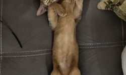 Two adult Abyssinian females are looking for loving families.
