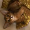 Abyssinian kittens red and ruddy girls DOB 01.15.2024. We sell kittens with 2 respiratory vaccines, 2 deworming, microchipped with pet passport and vaccination record. Kitten ready move to new home beginning of May. If you interesting about this kittens please feel out our inquiry form https://www.abycuties.com/inquiry-form/