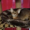 Abyssinian ruddy boys available. DOB 10.26.2023 We sell kittens with 3 respiratory vaccines, 3 deworming, microchipped and neutered. Kitten ready move to new home on the middle of February. If you interesting about this boys please feel out our inquiry form https://www.abycuties.com/inquiry-form/