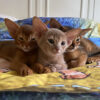 Abyssinian kittens 2 red  boys , 2 ruddy boys and red girl available. DOB 01.21.2024 We sell kittens with 2 respiratory vaccines, 2 deworming, microchipped and boys are neutered. Kitten ready move to new home on the middle of May. If you interesting about this kittens please feel out our inquiry form https://www.abycuties.com/inquiry-form/