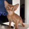 Red (Sorrel) Abyssinian Male Kitten Available