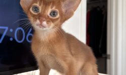 Red (Sorrel) Abyssinian Male Kitten Available