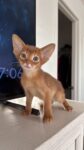 Red (Sorrel) Abyssinian Male Kitten Available