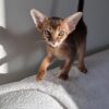 We have sweet abyssinian kitten avalible. Ryddy boy. DOB 04.01.2025. We sell kittens with 2 respiratory vaccines, 2 deworming, and microchipped. Kittens have pet passport with vaccination records and we sign kitten agreement. If you interesting about this kitten please feel out our inquiry form https://www.abycuties.com/inquiry-form/ or contact   ganet9@gmail.com