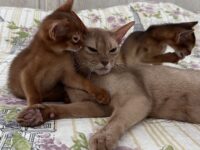 We have sweet abyssinian kitten avalible.  Sorel girl DOB 09.11.25. We sell kittens with 2 respiratory vaccines, 2 deworming, and microchipped. Kittens have pet passport with vaccination records and we sign kitten agreement. If you interesting about this kitten please feel out our inquiry form https://www.abycuties.com/inquiry-form/ or contact ganet9@gmail.com