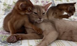 We have sweet abyssinian kitten avalible.  Sorel girl DOB 09.11.25. We sell kittens with 2 respiratory vaccines, 2 deworming, and microchipped. Kittens have pet passport with vaccination records and we sign kitten agreement. If you interesting about this kitten please feel out our inquiry form https://www.abycuties.com/inquiry-form/ or contact ganet9@gmail.com