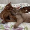 We have 4 sweet abyssinian kittens avalible. 2 Ryddy boys, 1 sorel boy amd 1 ruddy girl. DOB 04.17.2025. We sell kittens with 2 respiratory vaccines, 2 deworming, and microchipped. Kittens have pet passport with vaccination records and we sign kitten agreement. If you interesting about this kittens please feel out our inquiry form https://www.abycuties.com/inquiry-form/ or contact ganet9@gmail.com