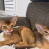 We have 2 beautiful  Abyssinian kittens available. Ruddy and red boys. DOB February 14, 2026 