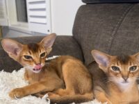 We have 2 beautiful  Abyssinian kittens available. Ruddy and red boys. DOB February 14, 2026 