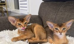 We have 2 beautiful  Abyssinian kittens available. Ruddy and red boys. DOB February 14, 2026 
