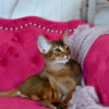 We have two wonderful young retired female cats, both 4 years old, already spayed, and ready to move to loving families.