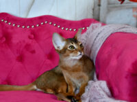 We have two wonderful young retired female cats, both 4 years old, already spayed, and ready to move to loving families.