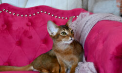 We have two wonderful young retired female cats, both 4 years old, already spayed, and ready to move to loving families.