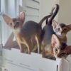 Two Ruddy Abyssinian Girls Looking for Their Forever Families.