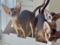 Two Ruddy Abyssinian Girls Looking for Their Forever Families.