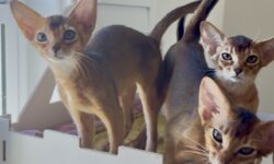 Two Ruddy Abyssinian Girls Looking for Their Forever Families.
